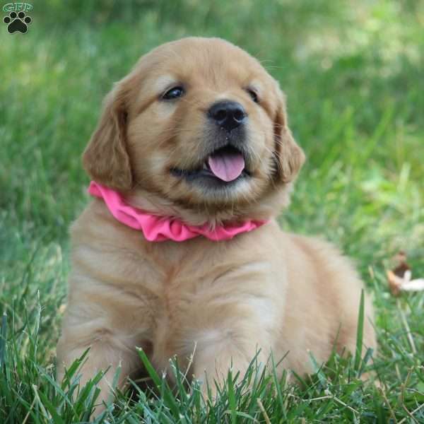 Ella, Golden Retriever Puppy